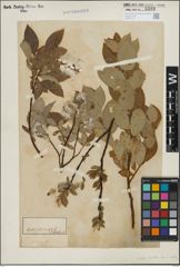 Foto von Salix hastata L.